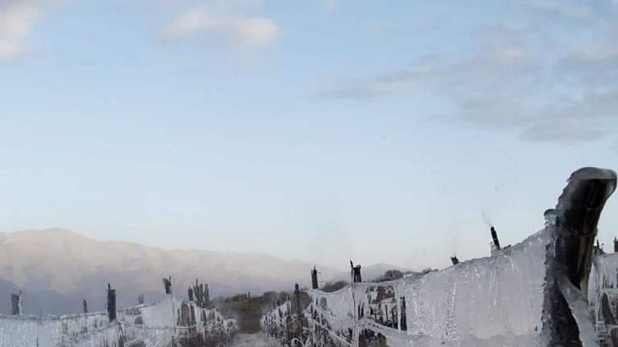 “No habrá vendimia el año que viene y se reducirá la producción de vino”, los daños de una helada tardía