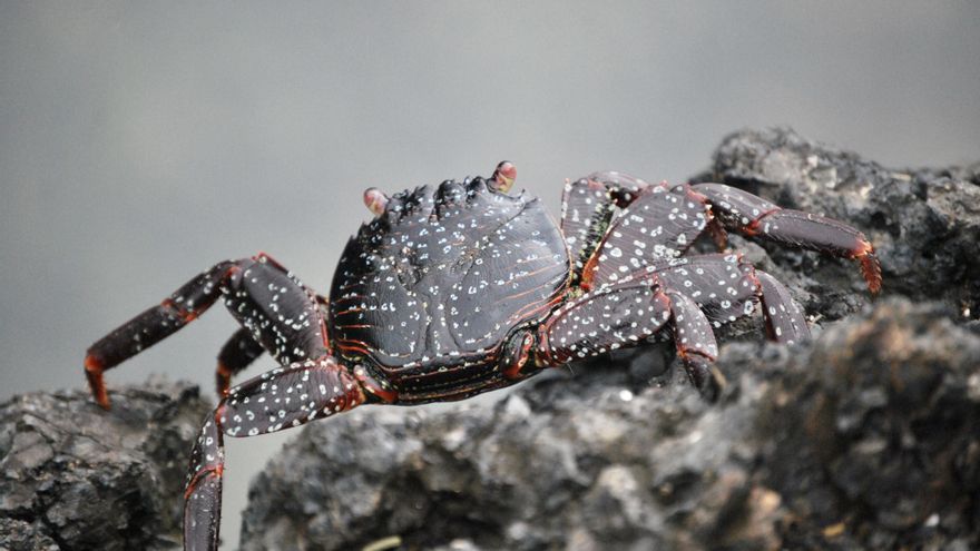 GLF entrega más de 785.000 dólares para impulsar la conservación marina en Galápagos
