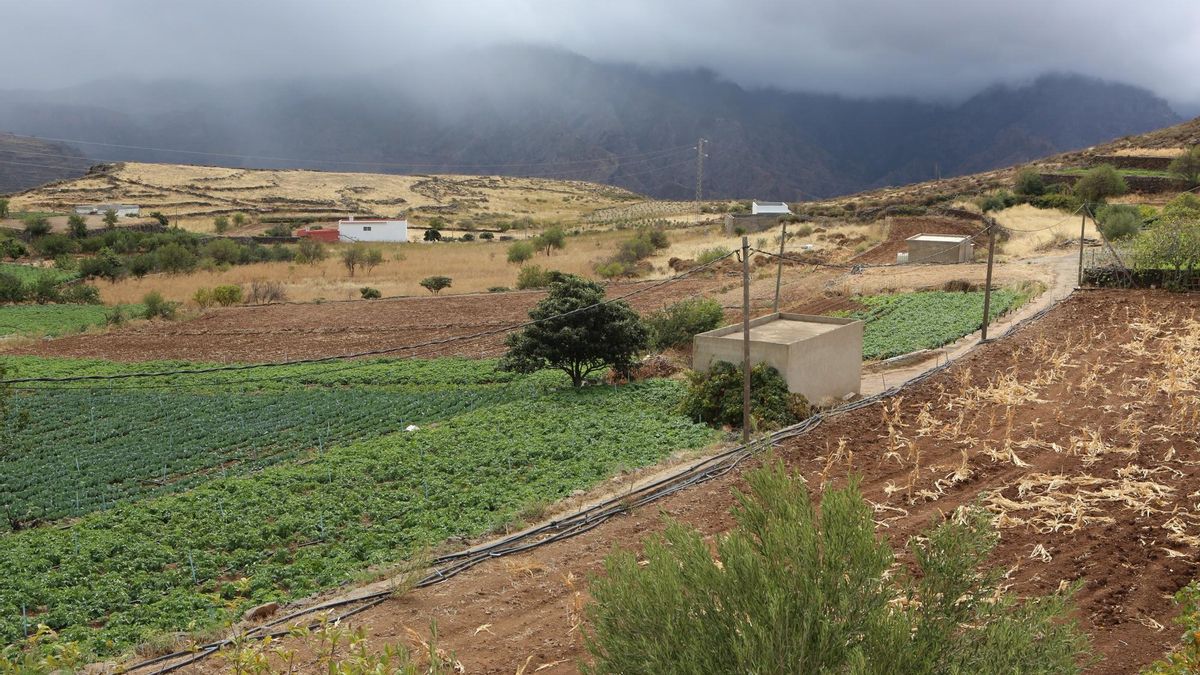Tierras de cultivos en Artenara (Gran Canaria).