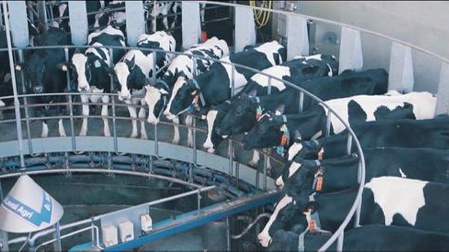 Vacas de una de las explortaciones que producen leche A2