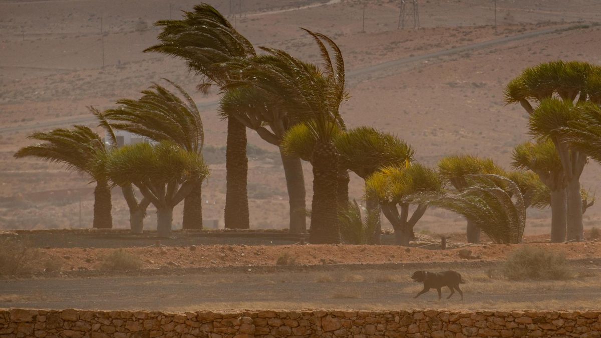 Un fuerte viento ha soplado este lunes en la localidad de Antigua, en Fuerteventura.