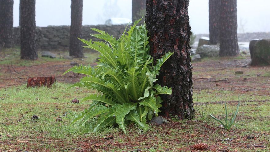 Llanos de La Pez. (ALEJANDRO RAMOS)