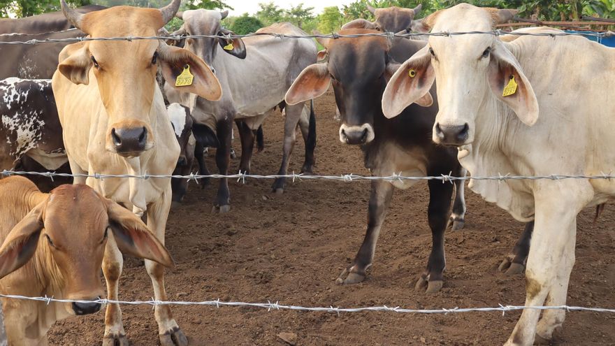 México atiende de "manera oportuna" caso de gusano barrenador en la frontera con EE.UU.