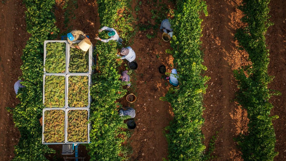 Collita de raïm blanc en plena campanya de verema