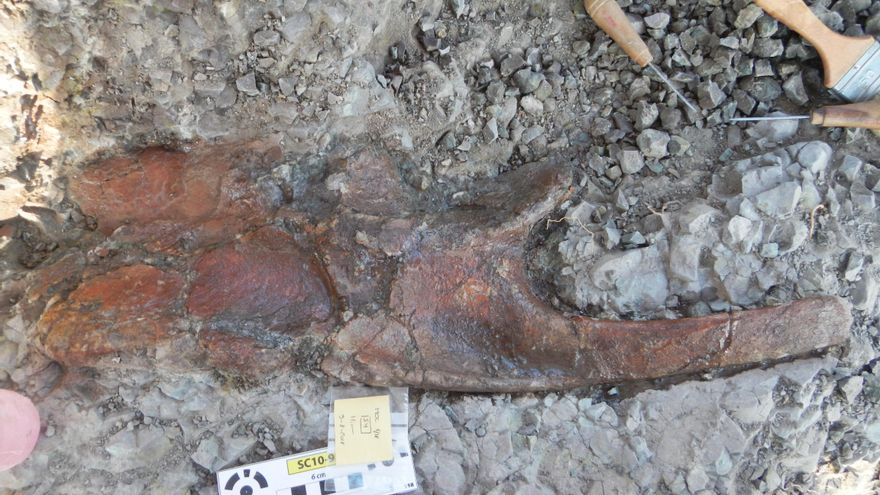 Descubren parte del esqueleto de un dinosaurio herbívoro de un yacimiento de la provincia de Teruel