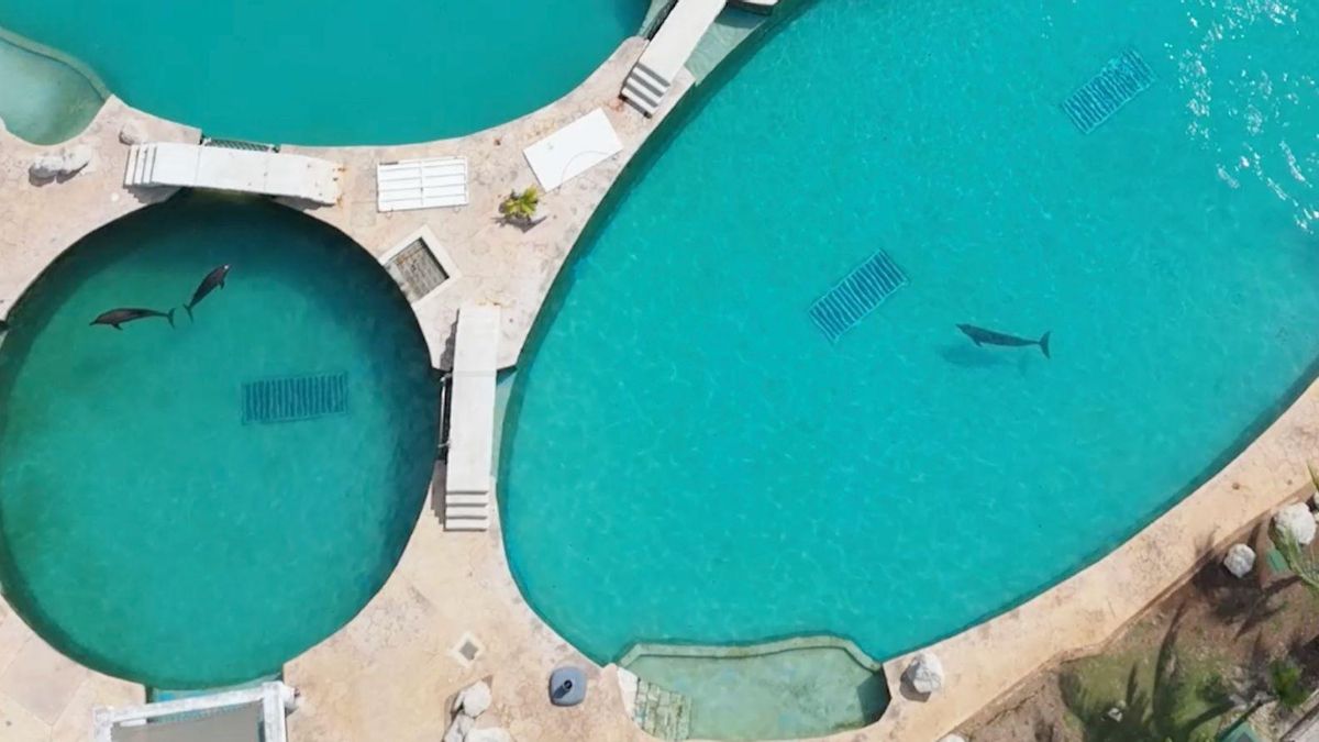 El limbo legal de los delfines mantenidos en cautiverio en México