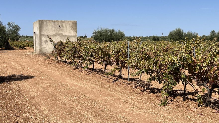 La consejera extremeña de Agricultura tendrá que cerrar su pozo ilegal y se enfrenta a una multa de hasta 10.000 euros