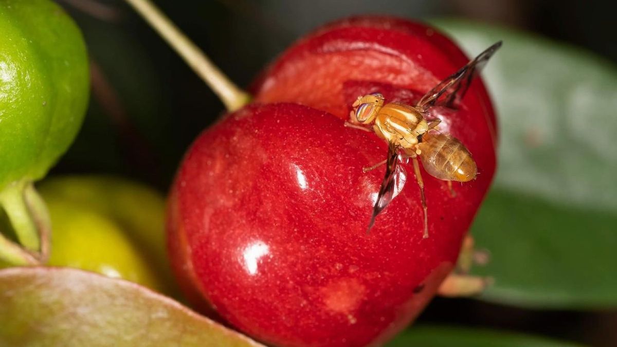 Alertan de la aparición de la mosca del cerezo en El Bierzo