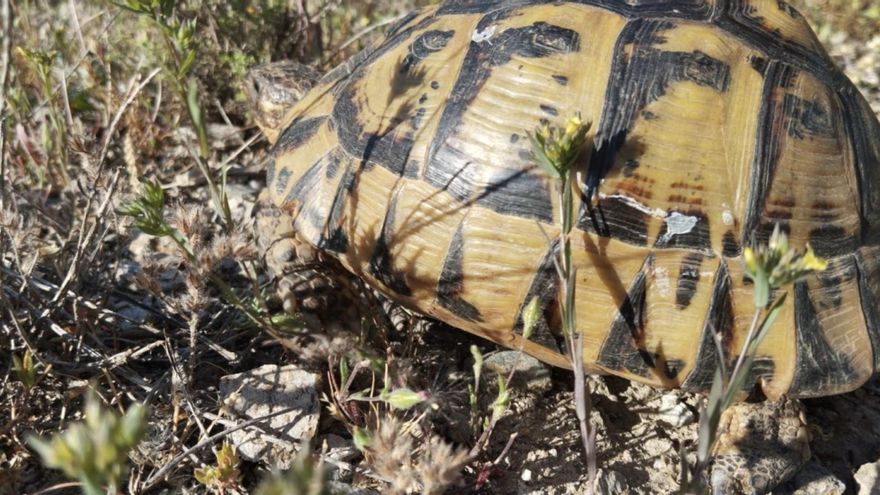 De toda Europa, el 69% de este tipo de tortuga está en Murcia y ya hay en marcha un plan para conservarla