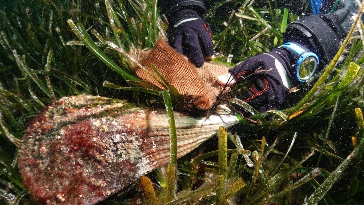 Tareas de recuperación y conservación de nacras