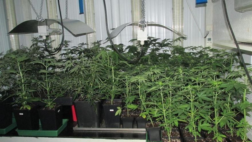 Imputadas dos personas por tráfico de drogas tras ser localizada una plantación de marihuana en Oiartzun