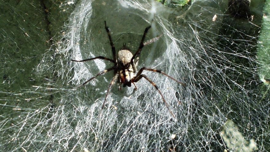 가족 메뉴에 포함되지 않는 아기 거미의 가장 뒤틀린 방법