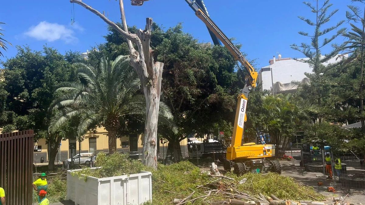 Cuatro asociaciones cuestionan la ley para proteger los árboles en Canarias: de "mínimos”, sin participación y con multas “débiles”