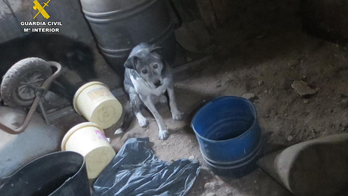 Maltrato animal en Clavijo: los dos perros vivían en condiciones insalubres, se escapaban y atacaban a excursionistas y agricultores