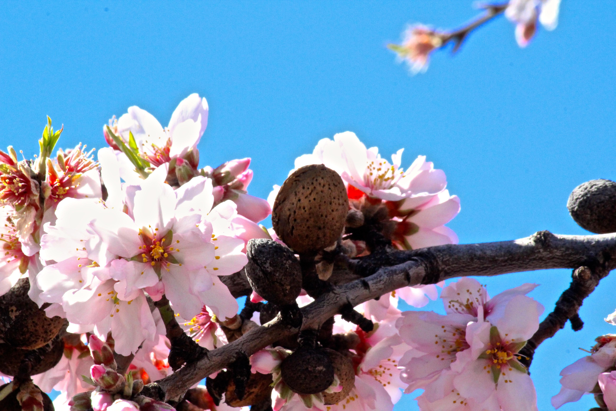 Almendro en Flor en Gran Canaria. Foto: Cirenia Vico
