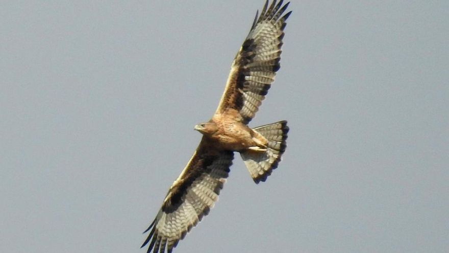 El Gobierno de La Rioja oculta la muerte por disparo de un águila en peligro de extinción