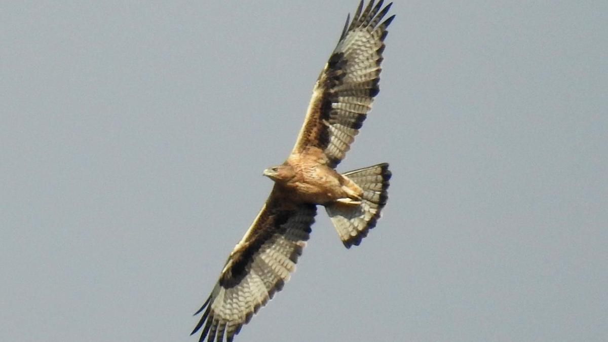 El Gobierno de La Rioja oculta la muerte por disparo de caza de un águila en peligro de extinción