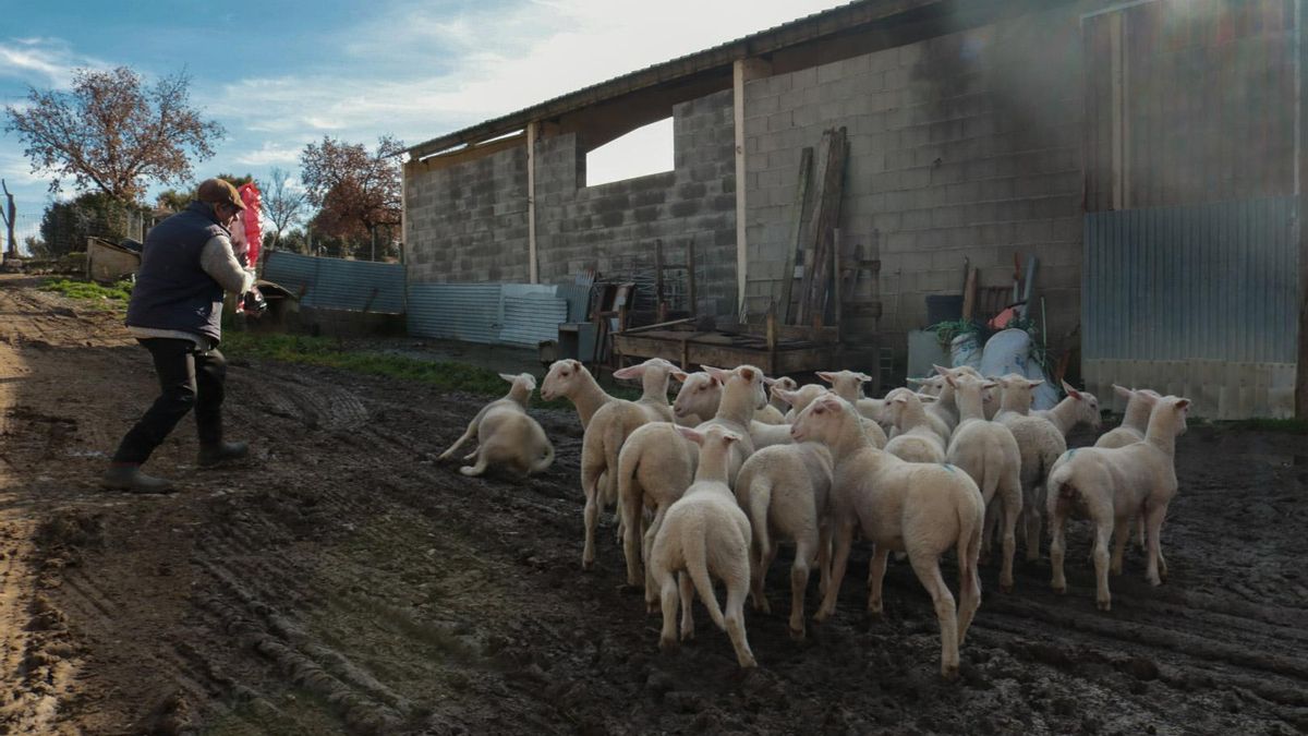 Granja de Los Molinos