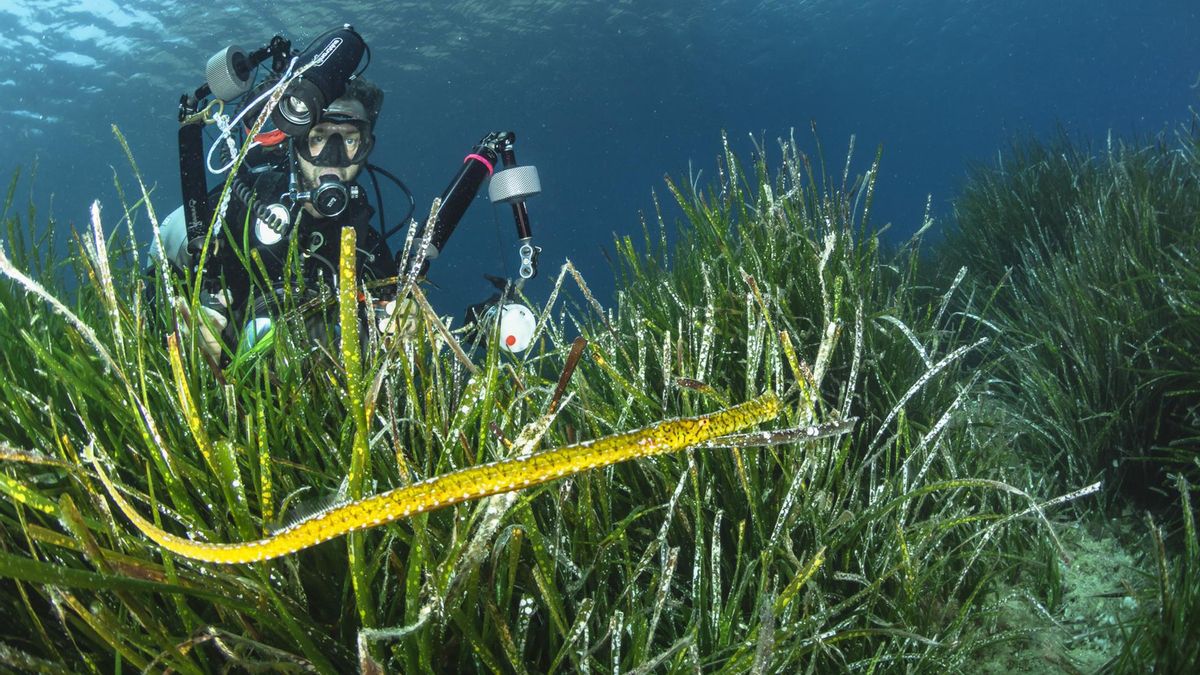 El agua de Balears ha aumentado su temperatura considerablemente en los últimos años, lo que perjudica a la fauna y flora marina
