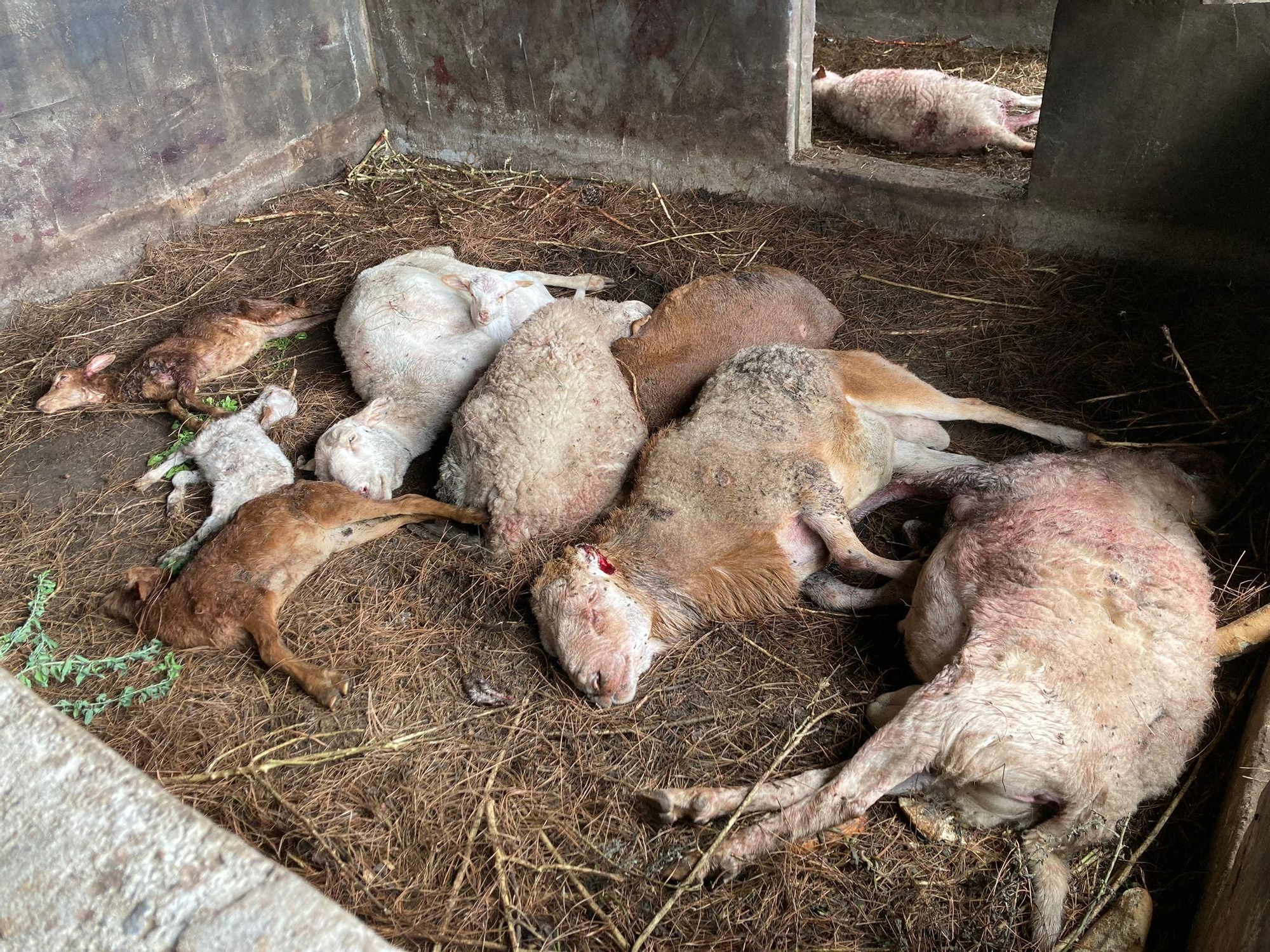 En la imagen, las ovejas que murieron por el ataque de los perros de raza peligrosa. LA PALMA AHORA