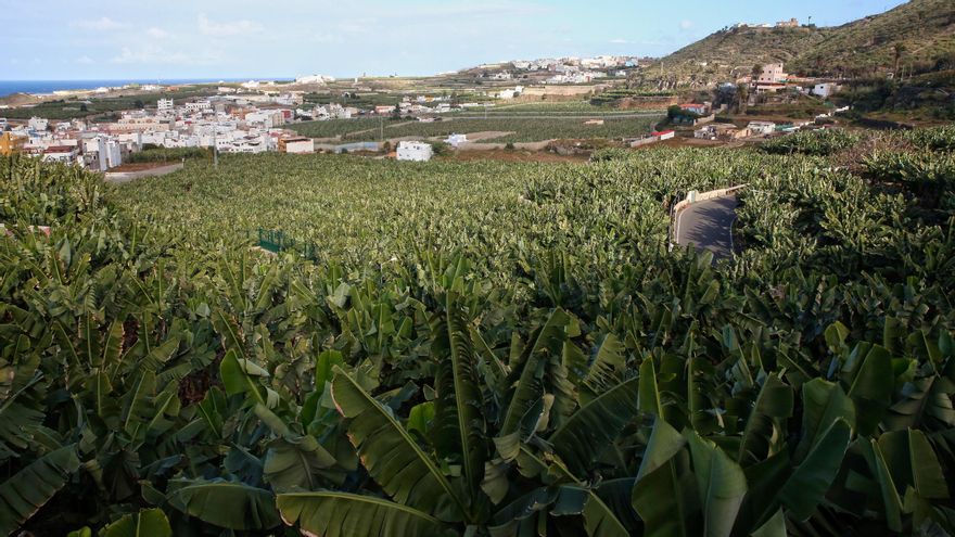 Los motivos que convierten a la tierra agrícola canaria en la más cara de Europa