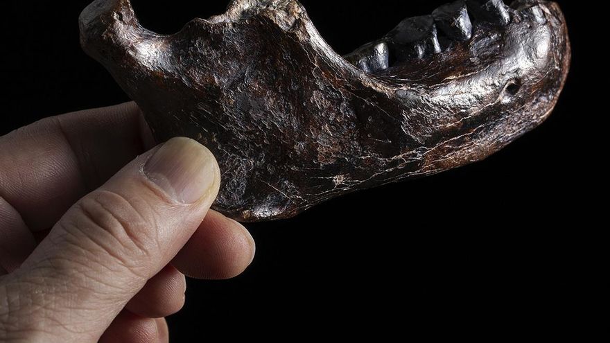 La mandíbula que emergió del mar para poner cara a la especie humana 'fantasma'