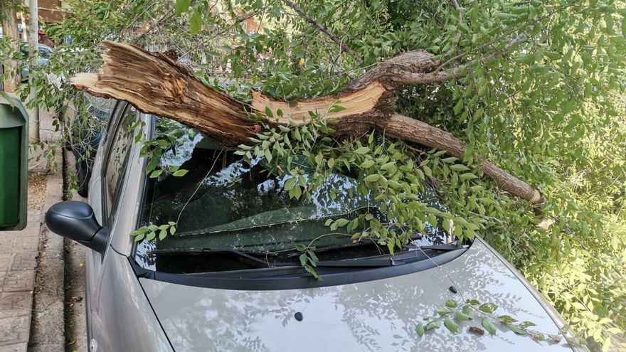 Dos coches afectados por la caída de una rama de un árbol en Santa Rosa