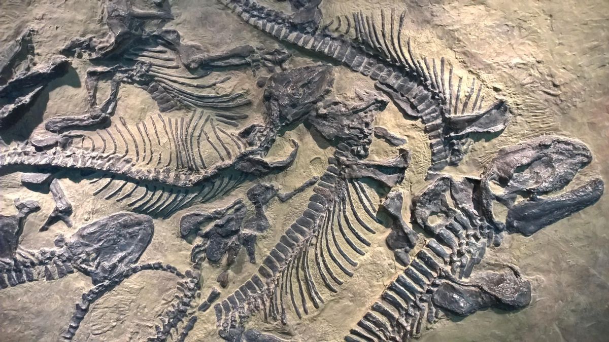 Con solo 11 años, ha descubierto un fósil excepcional: un reptil marino de 4,5 metros de largo con 85 millones de años
