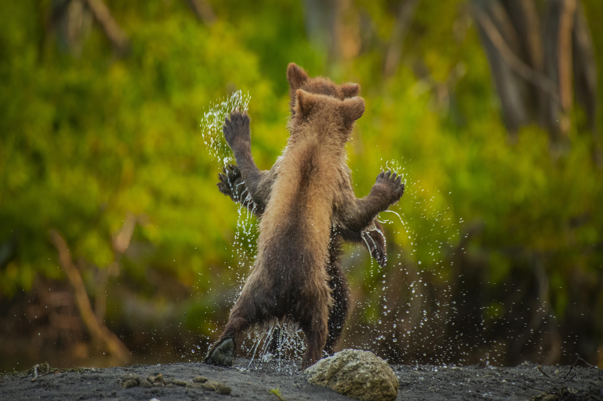 'Bailemos' ('Let's dance') una de las imágenes destacadas en la categoría 'Altamente Elogiado'