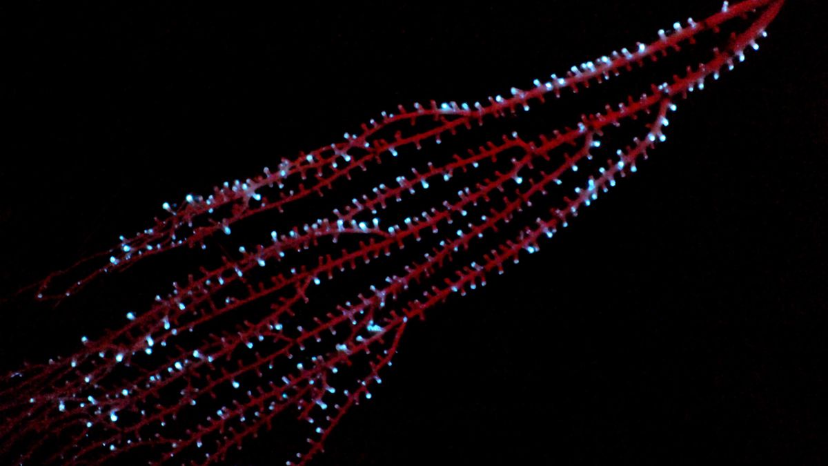 Octocoral bambú "Isidella sp." mostrando bioluminiscencia en las Bahamas en 2009. Crédito: Sonke Johnsen. Imagen facilitada por el Instituto Smithsonian. SOLO USO EDITORIAL.