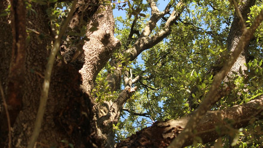 Una frondosa encina está ubicada en el barrio de San Roque.