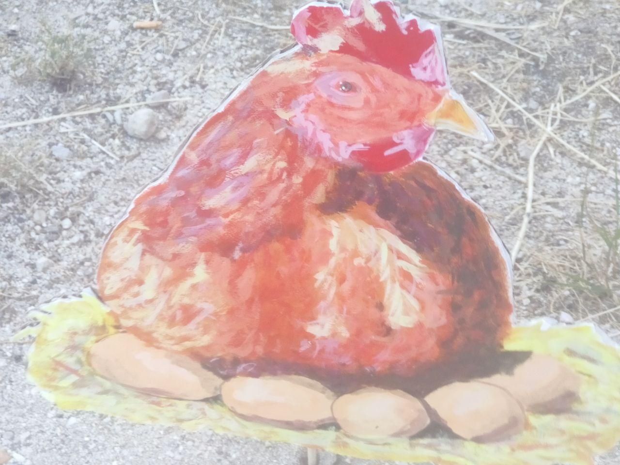 Una de las gallinas, todas son diferenes