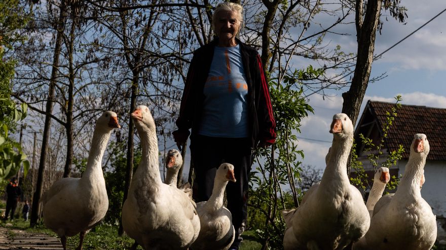 Una mujer pasea a sus gansos por las calles de Tiszabo.