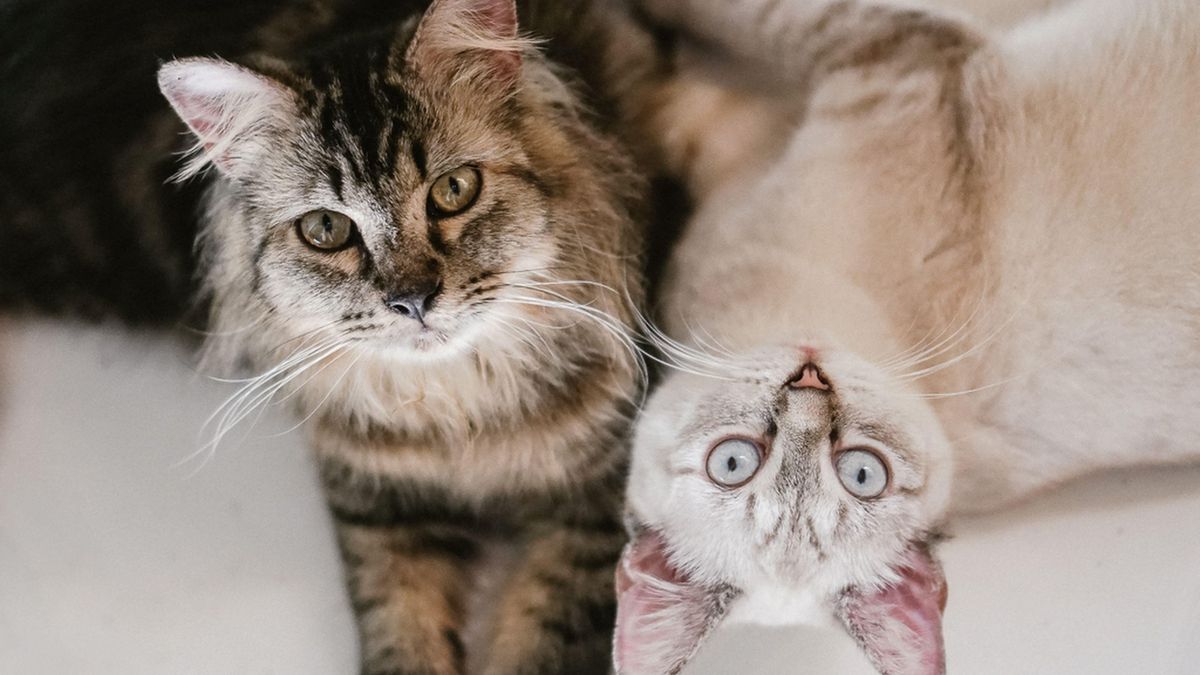 Un estudio descubre que el lamido entre gatos no siempre es una muestra de afecto