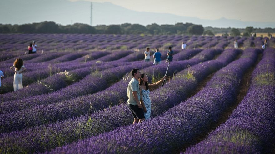 La falta de rentabilidad del cultivo que puede poner en riesgo el negocio turístico de la lavanda