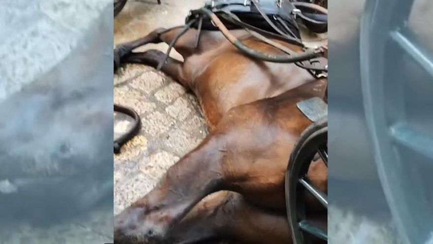 Dos caballos de carroza se desploman en menos de 48 horas en Palma: "No son resbalones, están totalmente exhaustos"