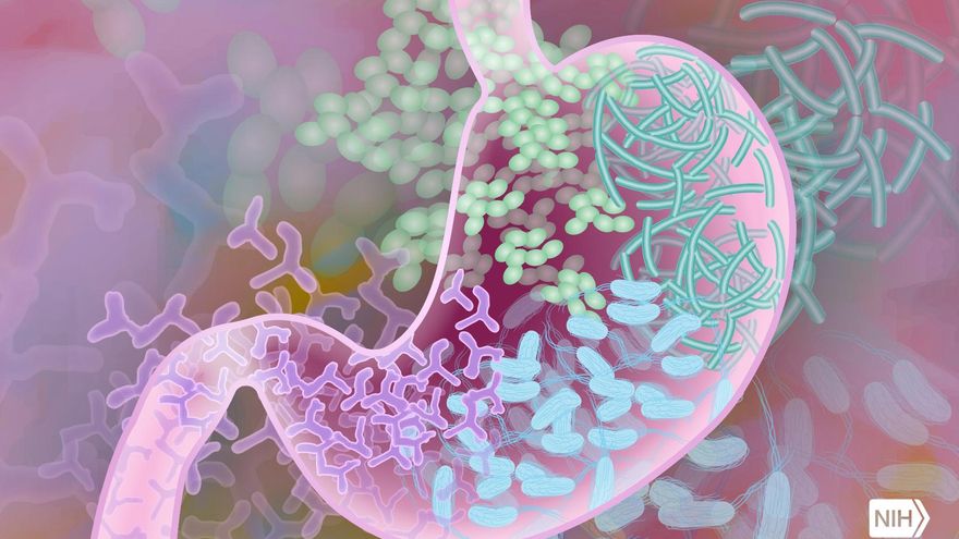 El mundo contra tus bacterias: los principales asesinos de tu microbiota