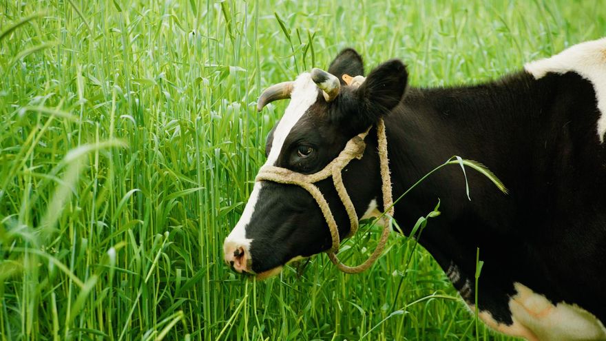 Una imagen de “La crisis de la ganadería”, el programa de 'Informe Trópico' de este domingo