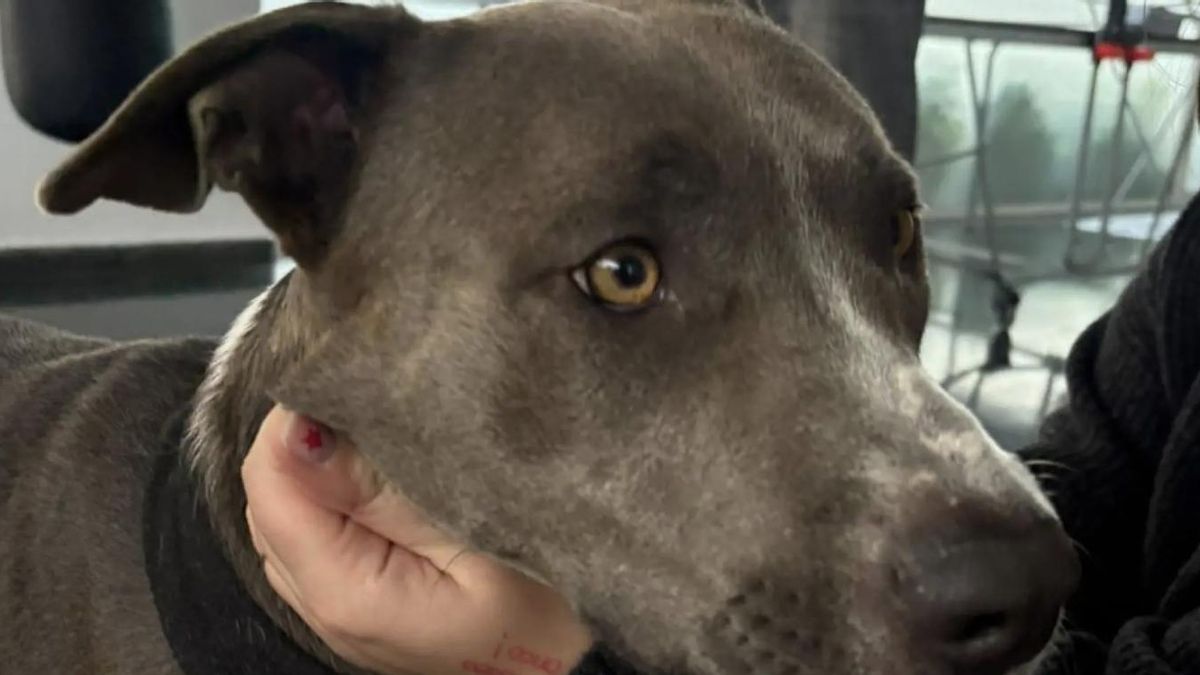 Tina va al médico pero está sana: la perra que ha sido autorizada por el Hospital del Mar de Barcelona para que acompañe a su dueña