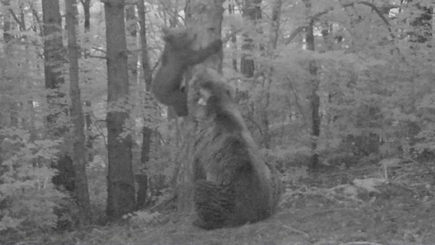 Medio Ambiente detecta el primer osezno nacido en Aragón en los últimos 50 años