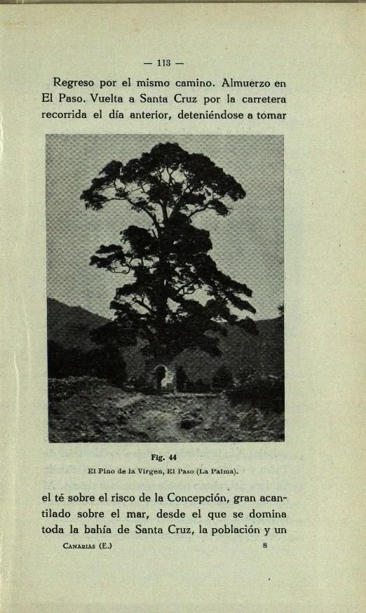 Pino de la Virgen. El Paso. 1926.