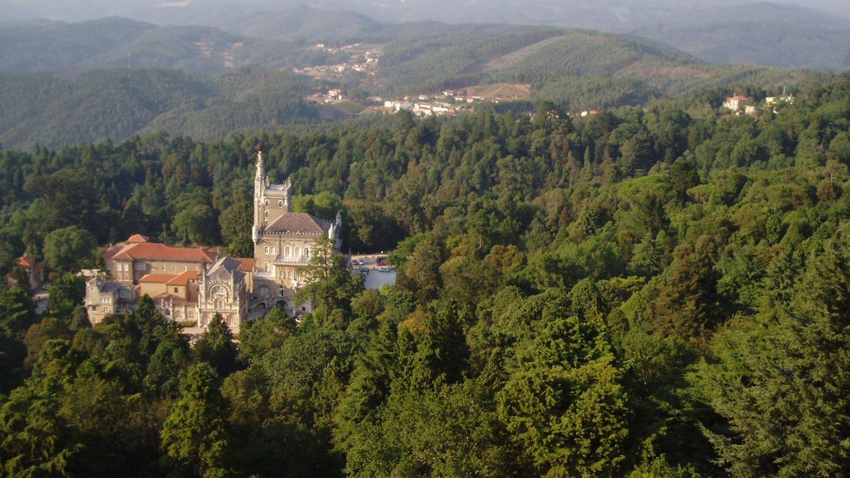 La gran arboleda de Portugal que ha sido declarada como el primer bosque "terapéutico" de la Península Ibérica