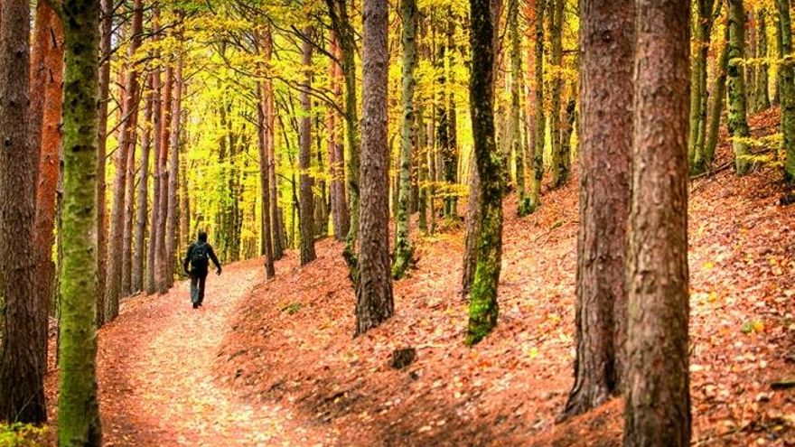 Tres rutas de senderismo perfectas para descubrir uno de los hayedos más al Sur de Europa