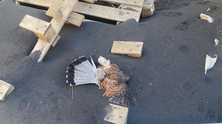 Un ave muerta hallada el pasado mes de enero por agentes de la Guardia Civil en La Bombilla