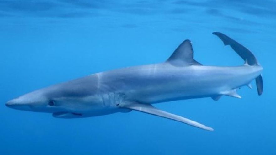 Analizan el litoral mediterráneo, de Blanes a Cartagena, para dar con las zonas más importantes para la supervivencia de los tiburones