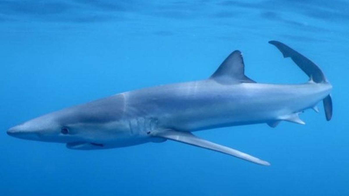 Analizan el litoral mediterráneo, de Blanes a Cartagena, para dar con las zonas más importantes para la supervivencia de los tiburones