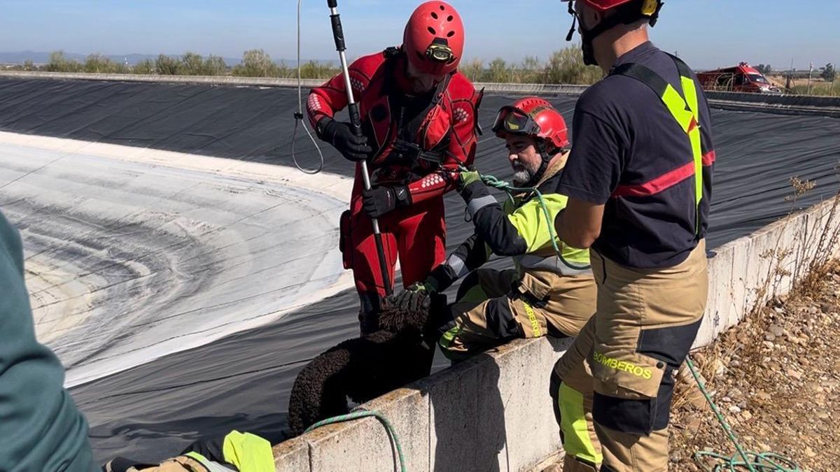 Intervención de los bomberos en la balsa de riego.