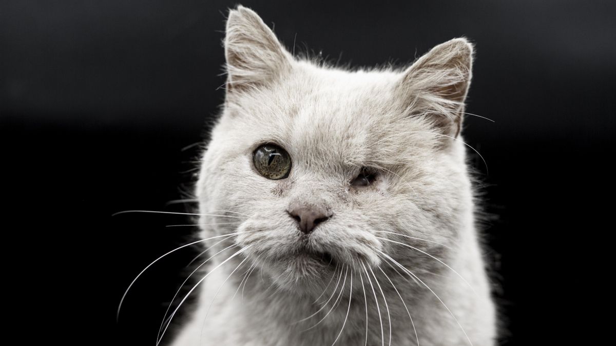 Sobre la privatización de protectoras en la Comunidad de Madrid: “No es ético ganar dinero a costa de animales maltratados y abandonados”