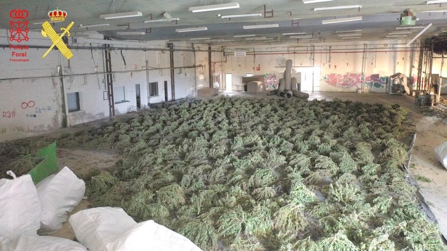 Desmantelado en Navarra el mayor cultivo de marihuana de Europa con más de 400.000 plantas