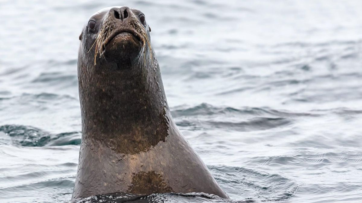 La posibilidad de modificar la protección del lobo marino ha sido recibida con expectativa por organizaciones de pescadores artesanales que denuncian pérdidas económicas y dificultades para desarrollar sus faenas. Foto: cortesía Guido Pavez